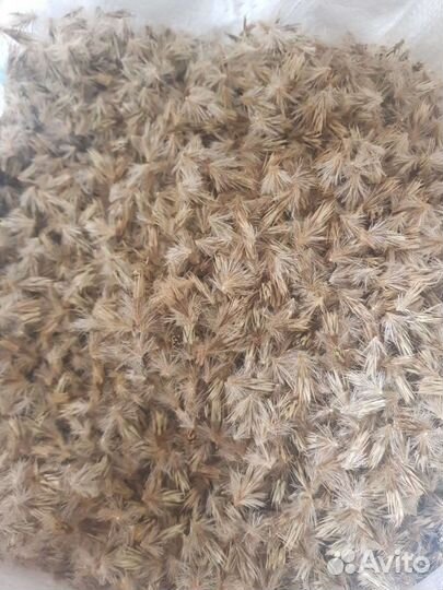 Семена мордовника. мордовник