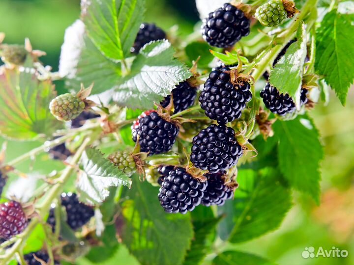 Саженцы ежевики