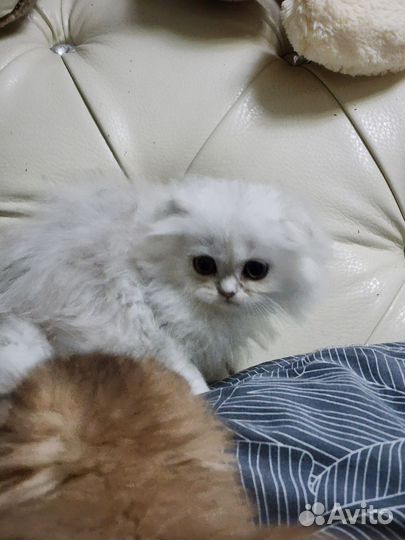 Британская длинношерстная шиншилла