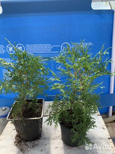 Декоративные кустарники