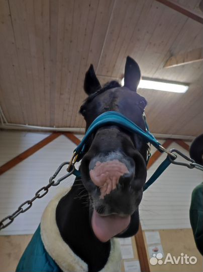 Предлагается в аренду лошадь