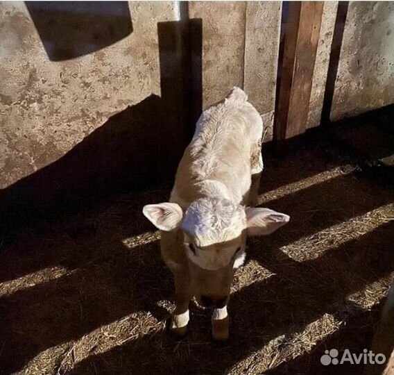 Молодняк телята