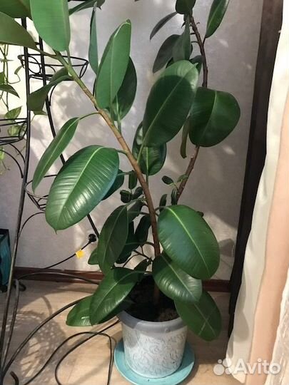 Фикус каучуконосный большой