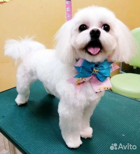 Вязка мальтийская болонка мини