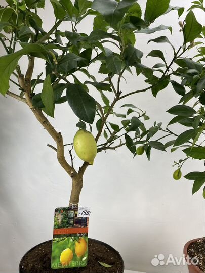 Лимонные и лаймовые деревья