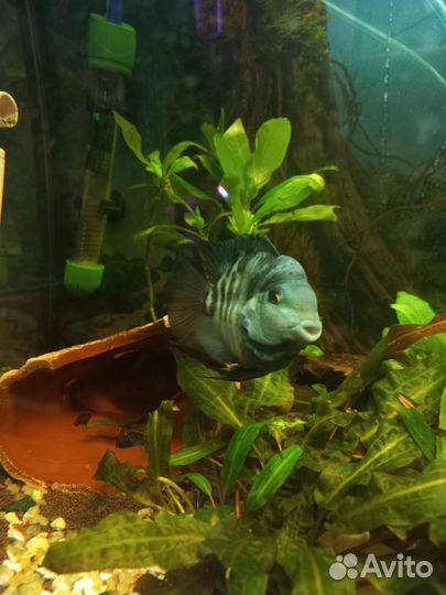 Попугай сапфировый