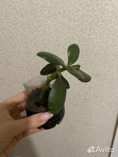 Денежное дерево