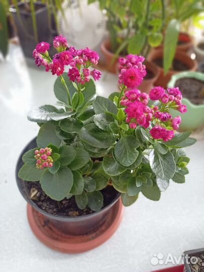 Цветы Каланхоэ в ассортимете