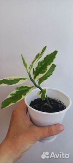 Педилантус