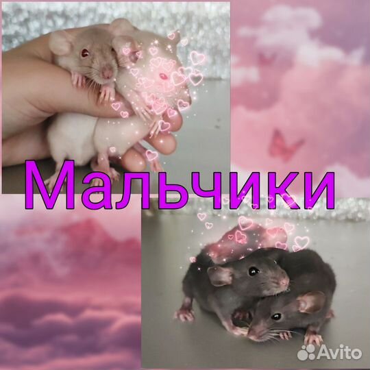 Дамбо крысята