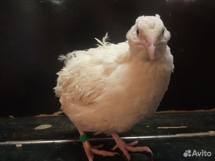 Перепела несушка