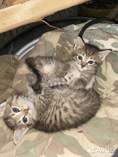 Котята в добрые руки даром