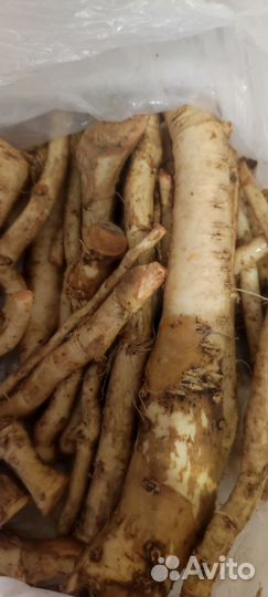 Огурцы, чеснок. Ягоды:крыжовник,смородина