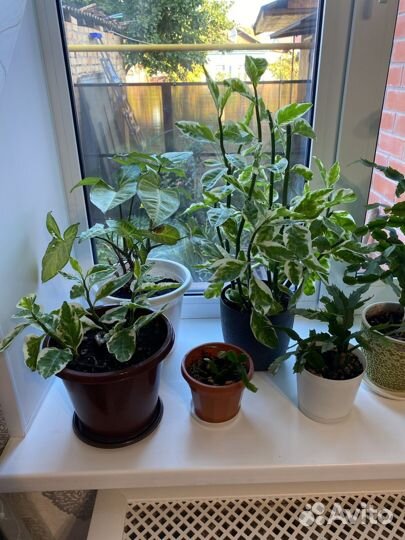 Комнатные цветы