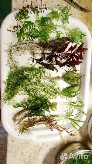 Аквариумные растения