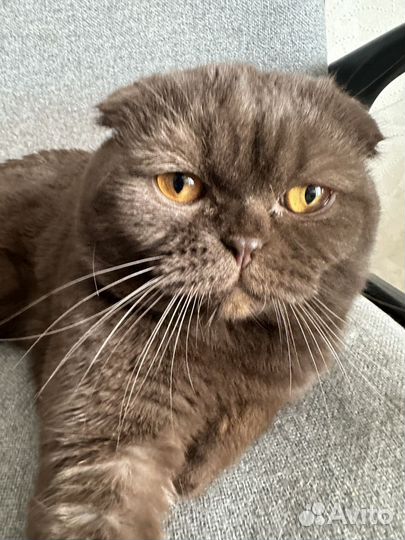 Кот