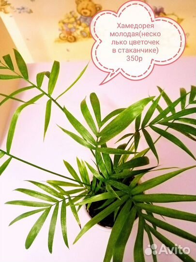 Хамедорея,антуриум, кротон