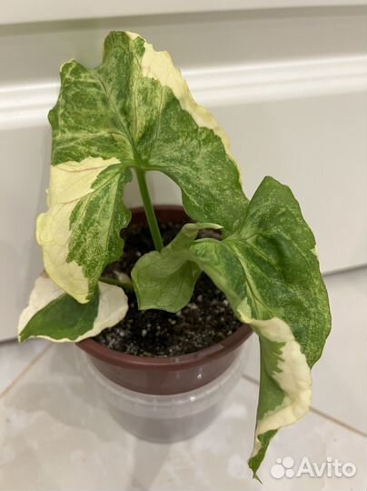 Сингониум орм тонг вариегатный