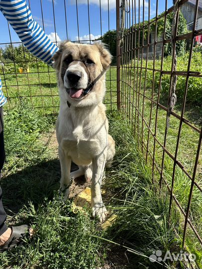 Алабай вязка