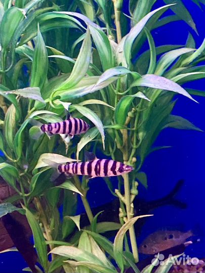 Аквариумные рыбки