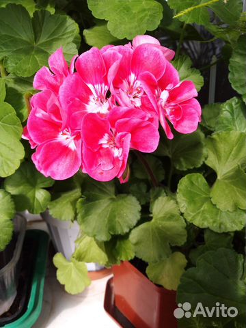 Герань и каланхое. Лимон.Фикус бенджамино