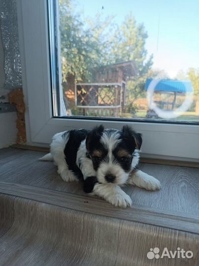 Бивер