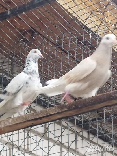 Голуби