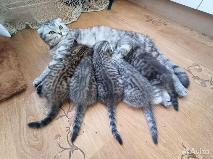 Шотландские котята