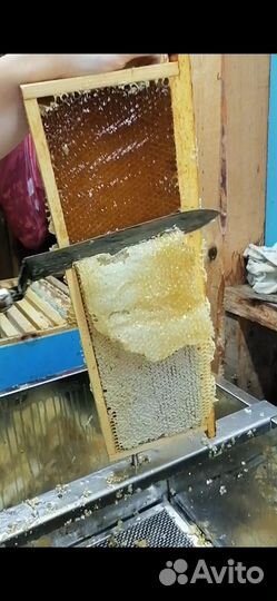 Мёд Алтайский оптом от производителя