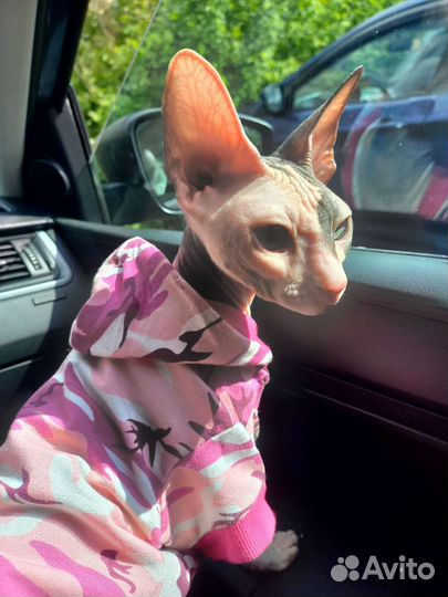 Донской сфинкс вязка