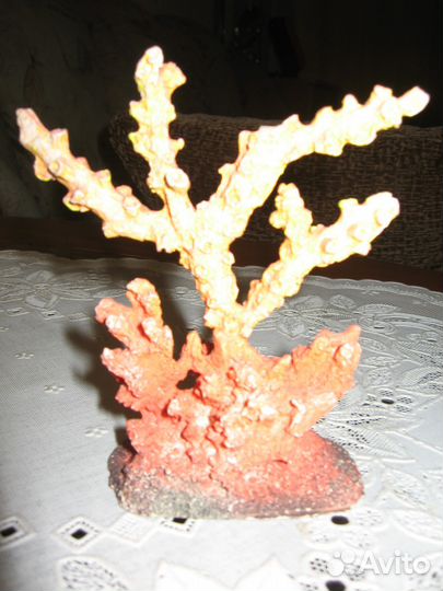 Кораллы для аквариума