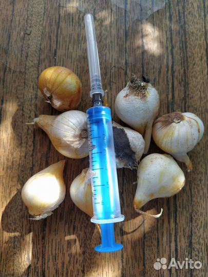 Луковицы тюльпанов