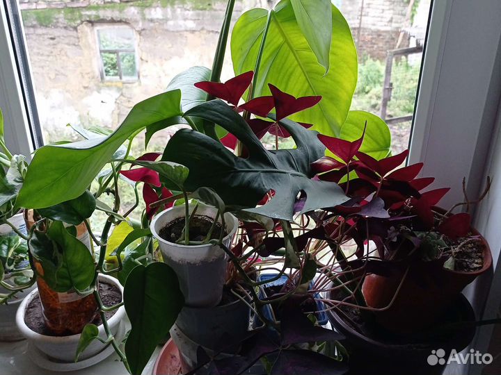 Комнатные растения