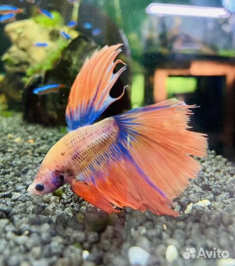 Рыбка петушок (самцы и самки)