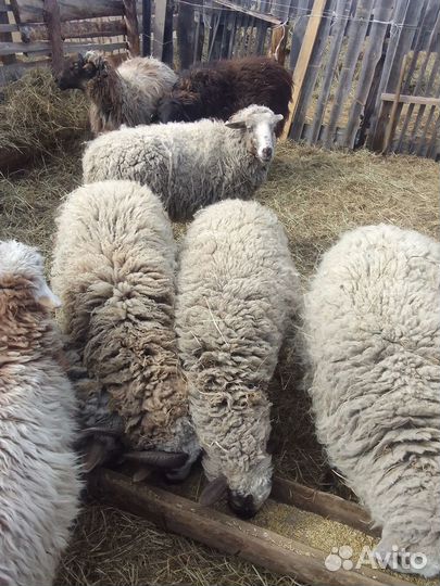 Продаются овцы, бараны