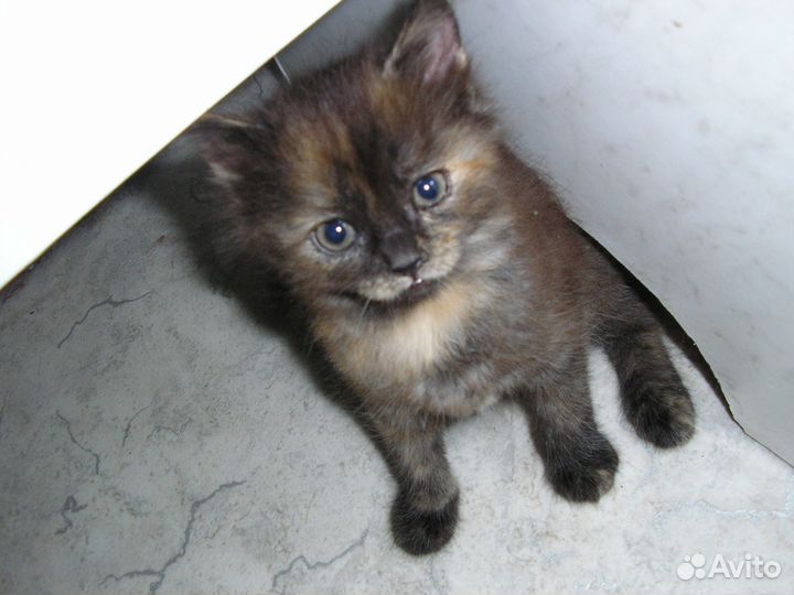 Подарю чудо котят