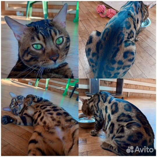 Вязка с Бенгальским котом