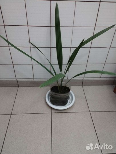 Пальмы финиковая и Хамеропс