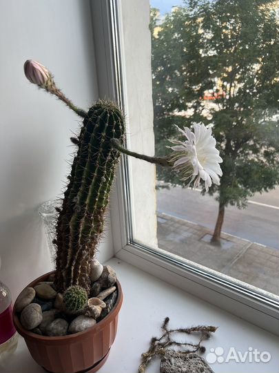 Большой кактус, цветущий