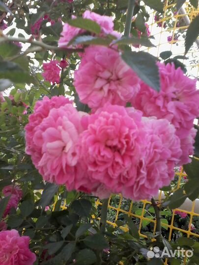 Роза плетистая и кустовая