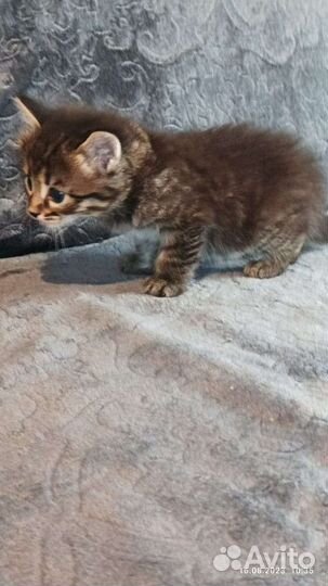 Полу бенгалы