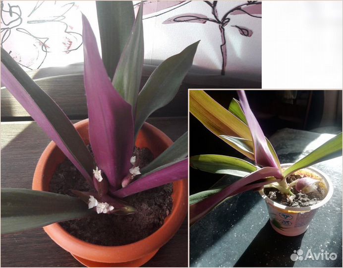 Комнатные цветы