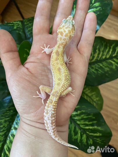 Геккон Эублефар