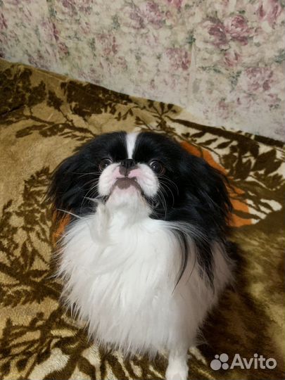Японский хин,вязка