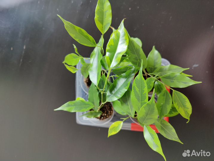 Фикус Регидан