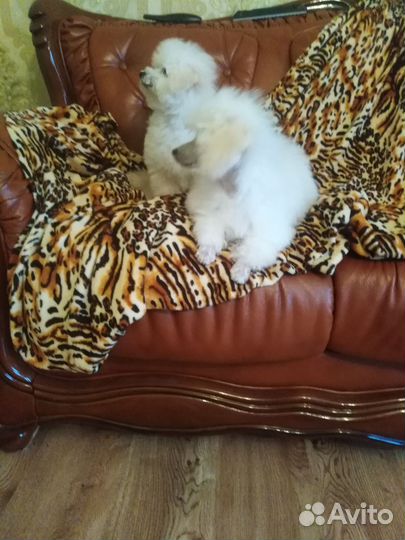 Девочка Красотка Той-Пудель