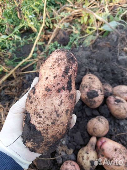 Семенной картофель