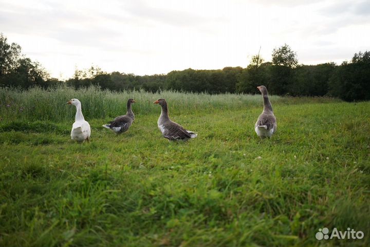 Гуси