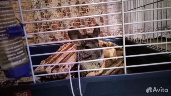 Шиншилла с клеткой