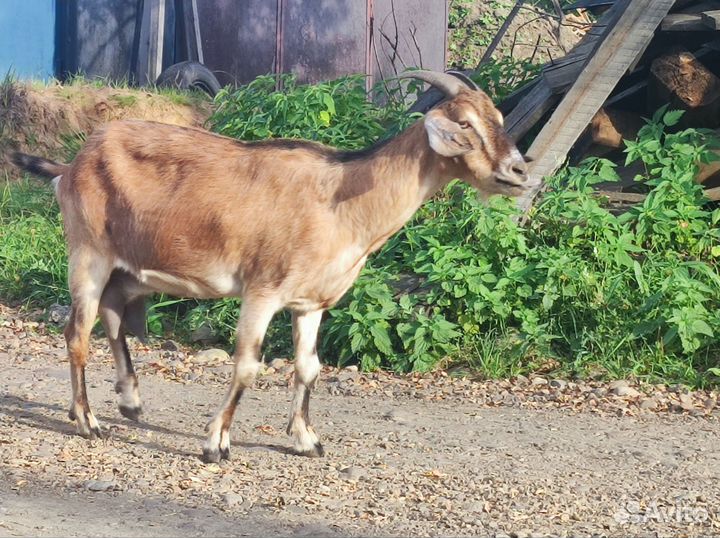 Коза нубо-альпийка